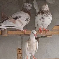 یک جفت کبوتر ساعتی نر ماده