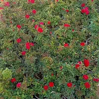 تولید کننده انواع رز هلندی و ساناز|گل و گیاه طبیعی|شریفآباد, |دیوار