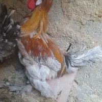 فروش مرغ و خروس سلطان تخم گذار و سالم