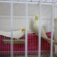 جفت عروس هلندی نر ماده|پرنده|مشهد, رسالت|دیوار