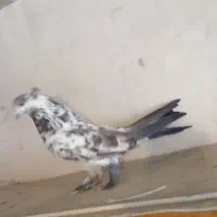 کبوتر سوسکی نر کاشان