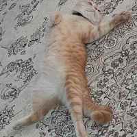 گربه بریتیش نر