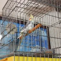 معاوضه عروس هلندی
