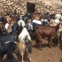 بز داشتی