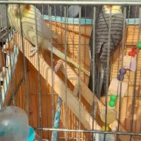 عروس هلندی|پرنده|رشت, رودباری|دیوار