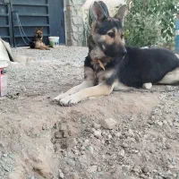 واگذاری سگ|سگ|چهارباغ, |دیوار