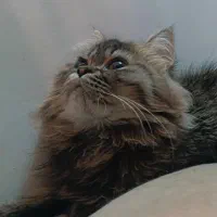 گربه ها|گربه|گرگان, |دیوار