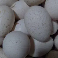 تخم بوقلمون