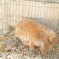 خرگوش مینی لوپ اصلی|موش و خرگوش|شوشتر, |دیوار