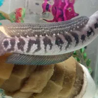 چانا سرماری اسیاتیکا ۲۰سانت