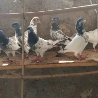 کبوتر گل چین از بهترین نسل
