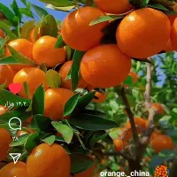 اجاره زمین کشاورزی