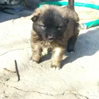 واگذاریسگسرابی|سگ|سراب, |دیوار