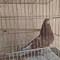 کفترهوایی وزمینی