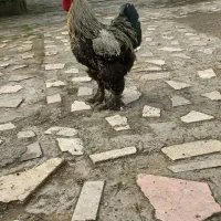 جوجه وخروس امپراتور|حیوانات مزرعه|لاهیجان, شقایق|دیوار