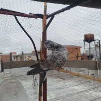 کبوتر پرشی جوجه کشی