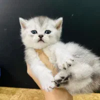 حیوانات آموزش دیده|گربه|زنجان, |دیوار