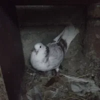 کبوتر جفت پرشی