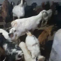 بز و بزقاله|حیوانات مزرعه|قوچان, |دیوار