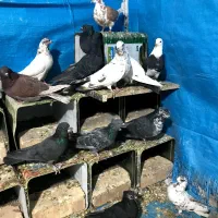 کفتر|پرنده|کاشان, پشت شهربانی|دیوار