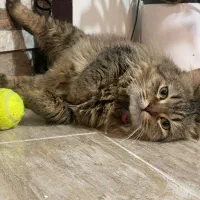 واگذاری گربه بیریتیش پرشین