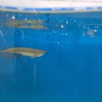 چانا و آروانا|ماهی|ساری, |دیوار