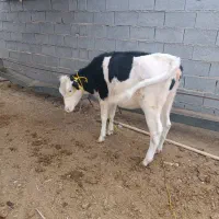 گوساله سمینتال|حیوانات مزرعه|بهبهان, |دیوار