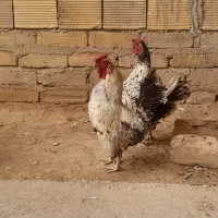 خروس مینیاتوری