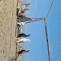 پرنده رفسنجان