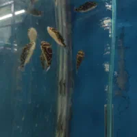 ماهی خارجی و داخلی آکواریوم کاسپین