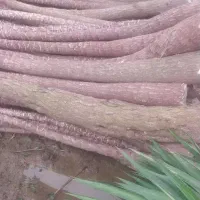 ۳۴۰ تنه خام یوکا و ۴۰۰ سرقلم تازه وخام