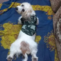 واگذاری شیترو تیریر