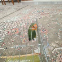 یک عدد طوطی برزیلی سالم|پرنده|هشتگرد, فاز ۱ مهستان|دیوار