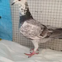 گورای کله سفید