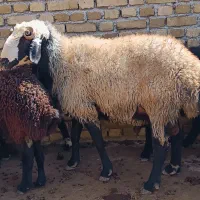 قوچ نژاد دار آماده