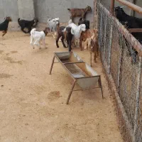 بزو بزغاله فروش|حیوانات مزرعه|آبدانان, |دیوار