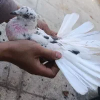 کفتر
