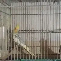 جفت عروس هلندی لوتینو دوکت سینامون معاو قناری مرغ