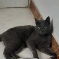 گربه ماده طوسی|گربه|تهران, بهاران|دیوار