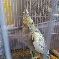 عروس هلندی|پرنده|طرقبه, |دیوار