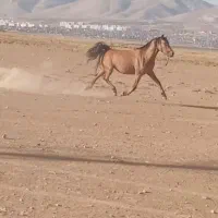 مادیان شکم طلا