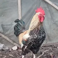 خروس بزرگ چاق و چله برای قربانی کردن