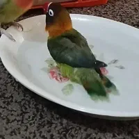طوطی