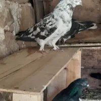 پرشی و یاهو