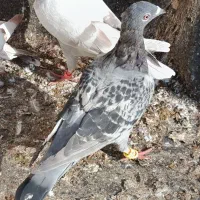 کفتر|پرنده|مشهد, بهمن|دیوار
