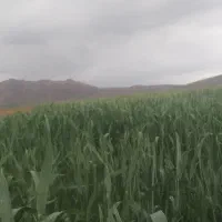کاه گندم دیم