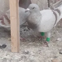 پرنده فروشی