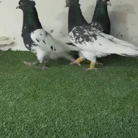 کفتر کله ، دم سفید ، خطی|پرنده|مشهد, ویلاشهر|دیوار