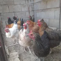 مرغ تخم گذار|حیوانات مزرعه|شوشتر, |دیوار