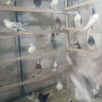 ۷۰ طوق کبوتر پرشی.پرنده سرای ملارد|پرنده|ملارد, |دیوار